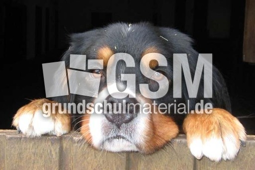 Berner Sennenhund_4.jpg